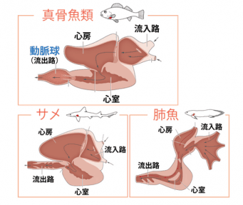 魚の心臓進化において心筋を平滑筋へ変化させる遺伝子を東大が発見 臨床検査技師 Mt 求人 募集転職情報 検査技師人材バンク 魚の心臓進化において心筋を平滑筋へ変化させる遺伝子を東大が発見 臨床検査技師 Mt 求人 募集転職情報 検査技師人材バンク