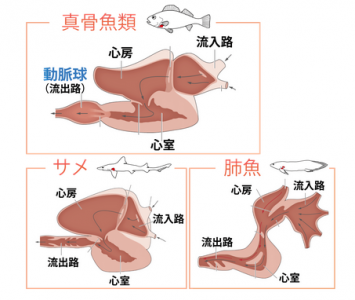 魚の心臓進化において心筋を平滑筋へ変化させる遺伝子を東大が発見 臨床検査技師の求人 転職の検査技師人材バンク