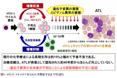 大規模なデータ解析によって成人t細胞白血病リンパ腫の遺伝子異常を解明 臨床検査技師の求人 転職の検査技師人材バンク